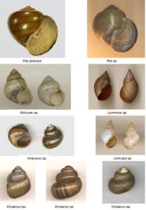 image of Mollusks