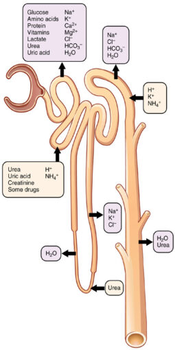 Kidney: Structure and Functions | Biology EduCare