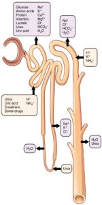 image of Nephrons functions