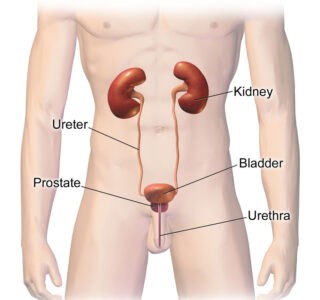 Image of Parts of Urinary system of human