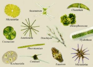 Plankton Definition, Classification and Facts  Biology EduCare