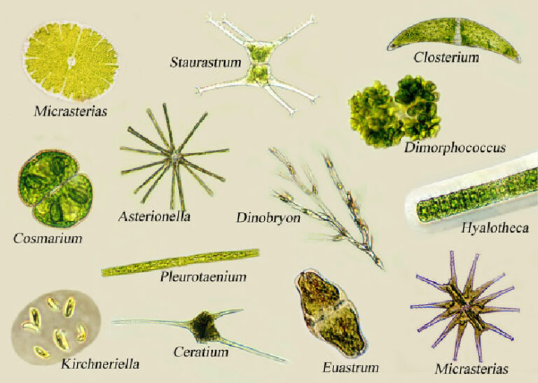 Plankton: Definition, Classification And Facts | Biology EduCare