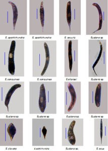 image of Protozoan-plankton-1