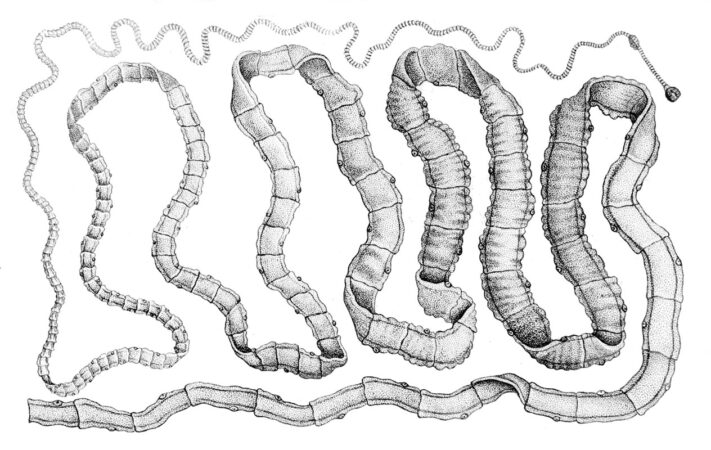 Taenia Solium Morphology Life Cycle And Pathogenesis Biology EduCare taenia-solium-morphology-life-cycle-and-pathogenesis-biology-educare