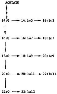 Fig.: Flow diagram for fatty acid synthesis mechanisms in fish - Saturated and monoenoic fatty acids (Adapted from Castell, 1979)