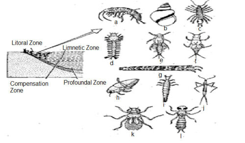 image of Benthos of litoral-zone