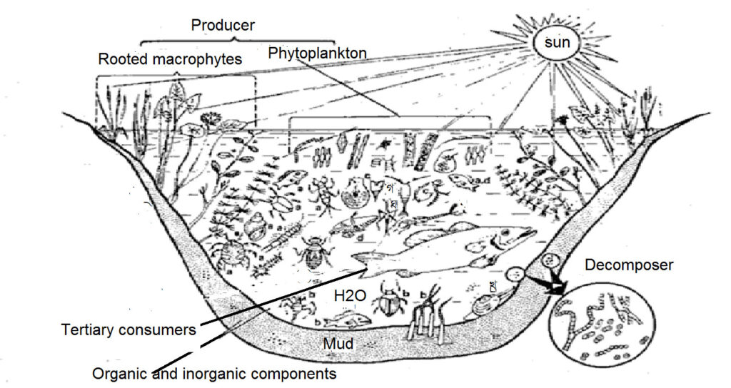 Biotic Communities of Lakes and Ponds | Biology EduCare