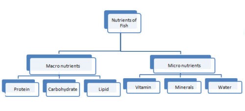 image of Fish nutrients types