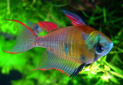 image of Bolivian Butterfly Cichlid (Mikrogeophagus altispinosus)