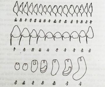 Distribution Of Plankton Types Factors And Examples Biology Educare