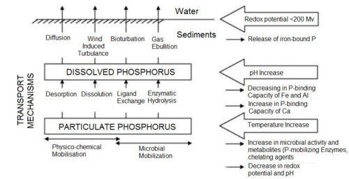 image of Factors and Processes of Phosphorus Release from Sediment causing  eutrophication. 