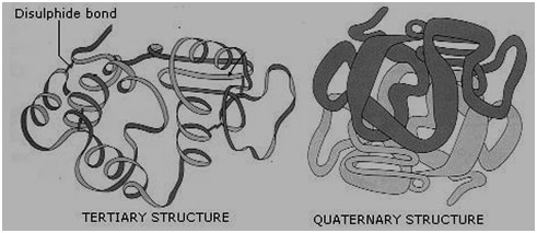 Tertiary and quaternary structure of protein