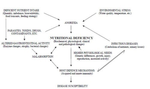 Factors Influencing Nutritional Status, Health and Immune Function of Fish