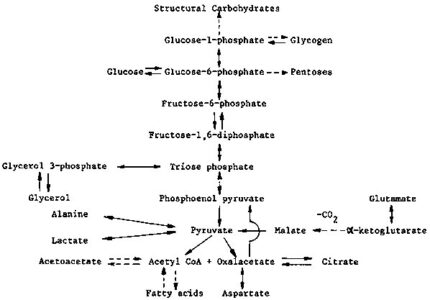 Emden-Meyerhoff pathway