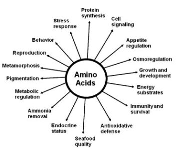Role of Amino acid requirement of fish in growth, development and health 