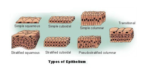 Epithelium: Definition, Characteristics, Types and Functions | Biology ...