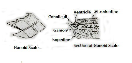 image of ganoid scale