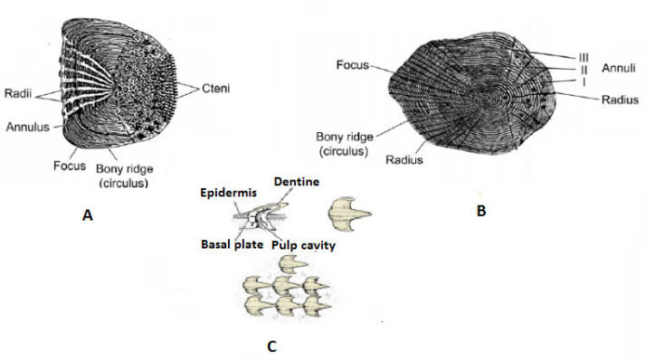 Fish Scales: Types, Development and Functions | Biology Edu Care