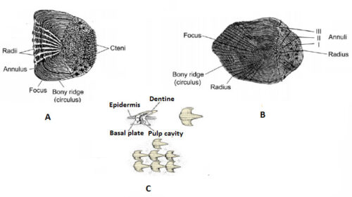 Different types of fish scales