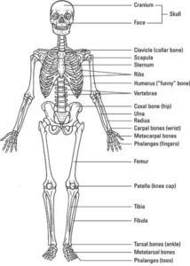 image of Skeleton of Human