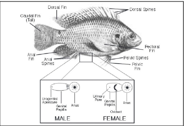 Tilapia Physical Description, Habitat, Reproduction and Economic
