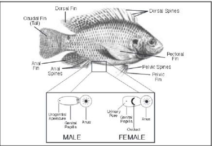 Fins and genital papillae of male and female tilapia (Oreochromis)