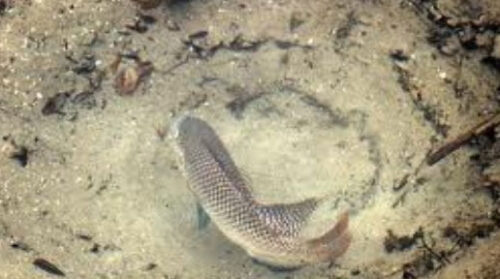 Male tilapia making nest