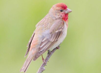 image of Common rosefinch