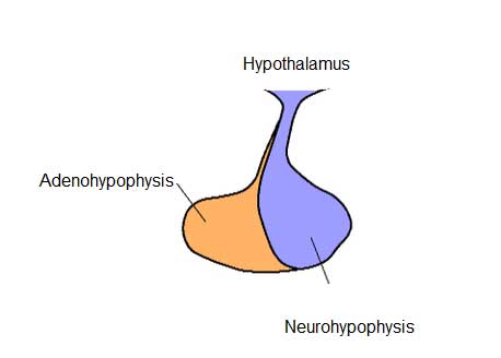 image of Pituitary-gland showing neurohypophysis