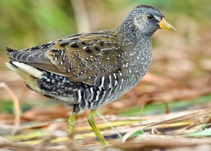 image of Spotted crake