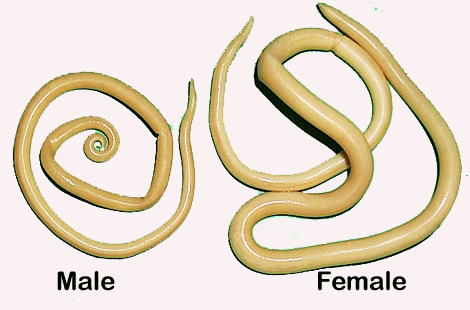 ascaris lumbricoides male and female