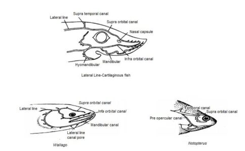 Image of Lateral line in different f