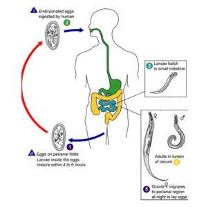 Image of Life cycle of Enterobius vermicularis