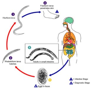 Image of Life cycle of Hookworm