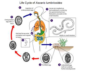 image of Life cycle of Ascaris lumbricoides
