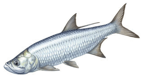 Image of Megalops