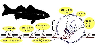 Neuromast 