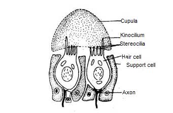 image of Neuromast organ