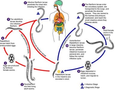 image of Life cycle of strongyloides