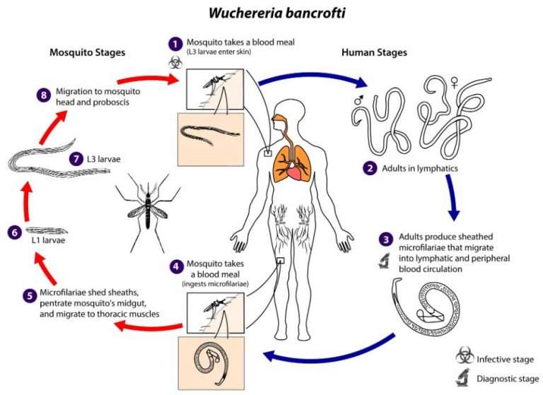 Wuchereria Bancrofti: Morphology, Life Cycle And Pathogenesis | Biology ...