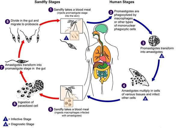 image of Life cycle in Leishmania donovani