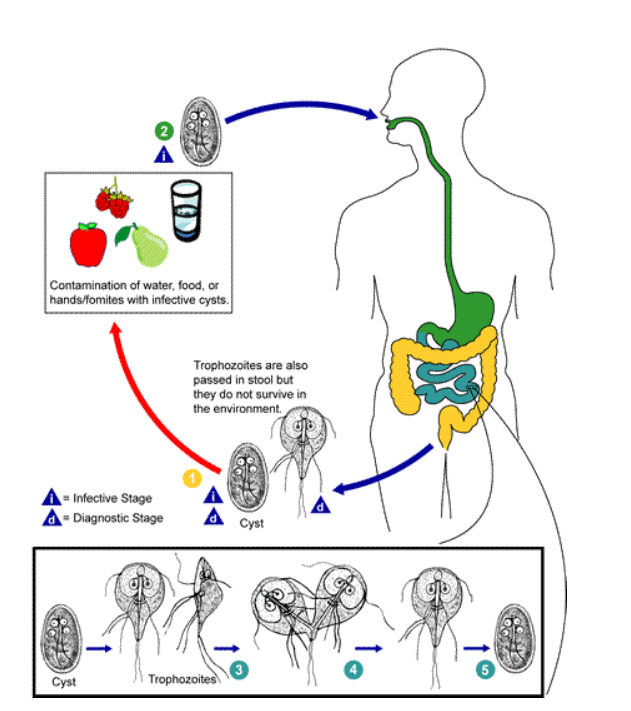 image of Life cycle of Giardia