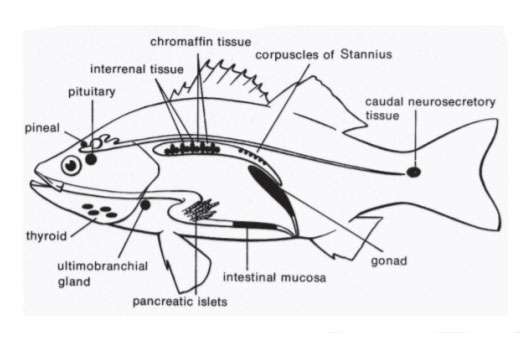 Endocrine System of Fishes | Biology EduCare