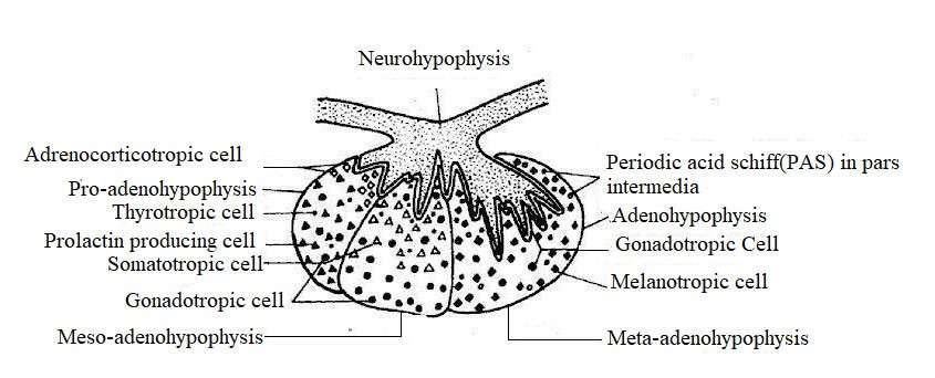 Image Showing of Hormone Secretory Cells of Pituitary glands in Fishes