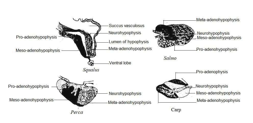 Image showing pituitary glands of different fishes