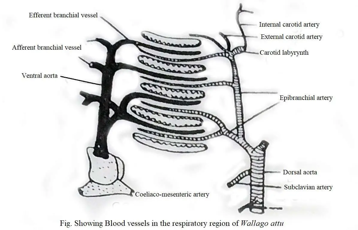fish heart blood flow diagram