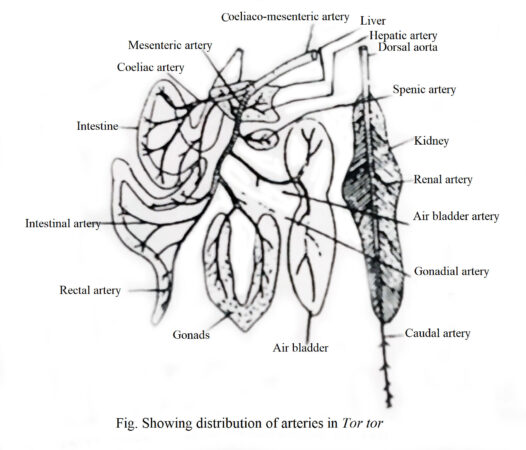 Arterial and Venous System of Teleost | Biology EduCare