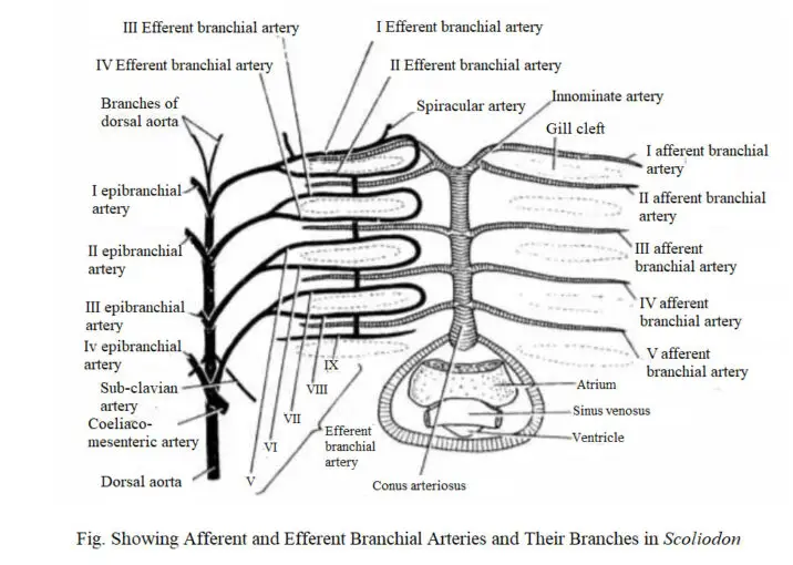 Blood Circulatory System Of Fishes Biology Educare