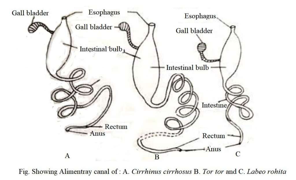 Digestive System of Fishes Biology EduCare