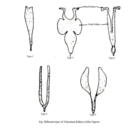 Excretion in Fish Biology EduCare